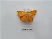 藏品(尺蛾6)的圖片